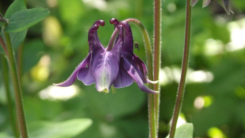 Canterbury bell (aquiligea)