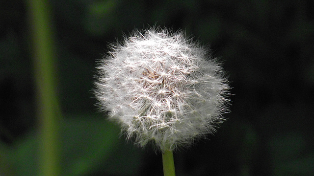 A perfect dandelion snowball