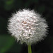 A perfect dandelion snowball