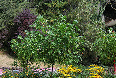 Abutilon pictum