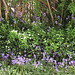 My bank of bluebells in amongst the lilac trees