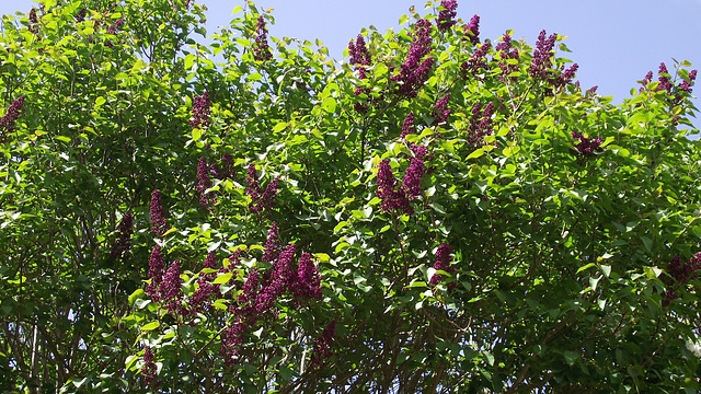 My dark purple lilacs