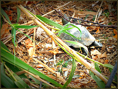 Tortue d'eau douce ..