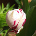 The red and white tulip