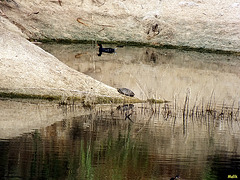 canard et tortue