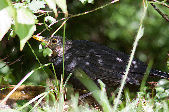 20120902 1311RD8w [D~LIP] Amsel, Bad Salzuflen