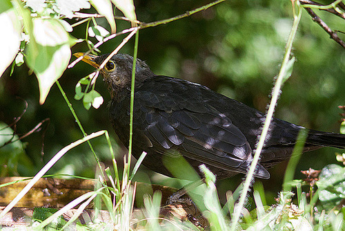 20120902 1310RD8w [D~LIP] Amsel, Bad Salzuflen