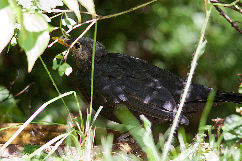 20120902 1310RD8w [D~LIP] Amsel, Bad Salzuflen
