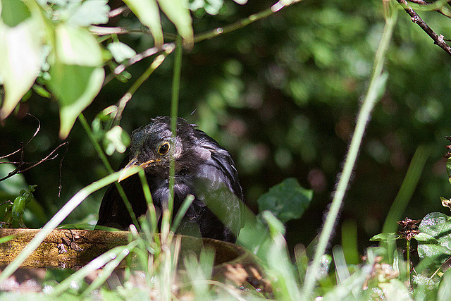 20120902 1309RD8w [D~LIP] Amsel, Bad Salzuflen