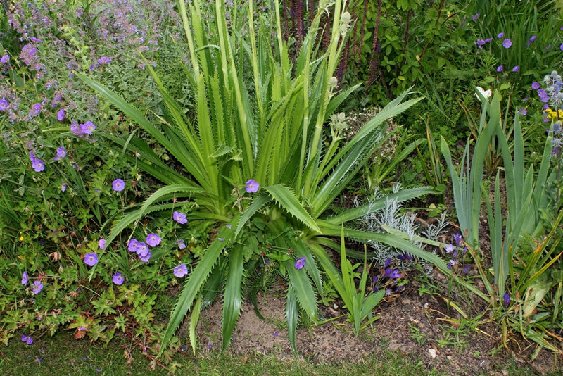 Eryngium agavifolium