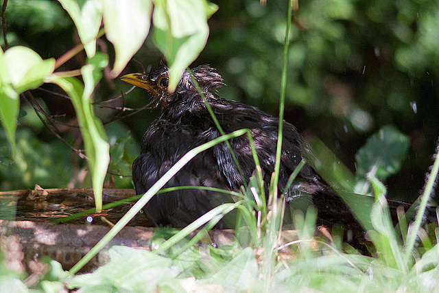 20120902 1306RD8w [D~LIP] Amsel, Bad Salzuflen