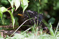 20120902 1305RD8w [D~LIP] Amsel, Bad Salzuflen
