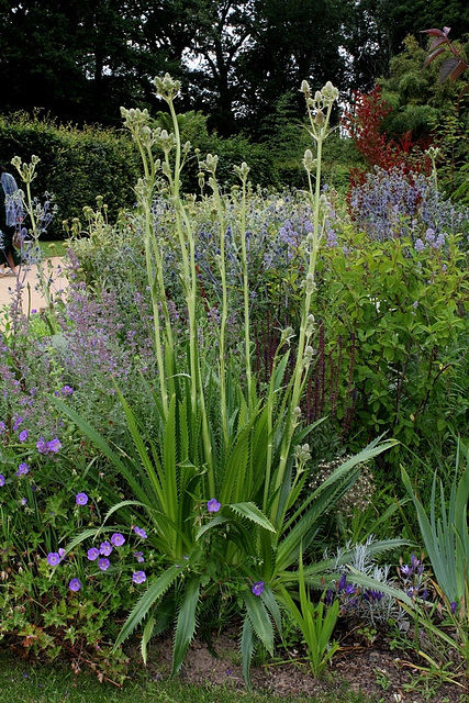 Eryngium agavifolium