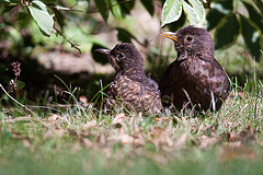 20120902 1304RD8w [D~LIP] Amsel, Bad Salzuflen