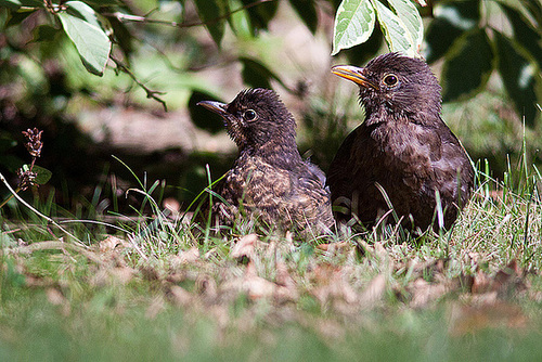 20120902 1304RD8w [D~LIP] Amsel, Bad Salzuflen