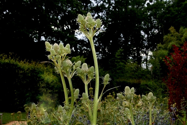 Eryngium agavifolium