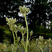 Eryngium agavifolium