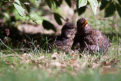 20120902 1303RD8w [D~LIP] Amsel, Bad Salzuflen