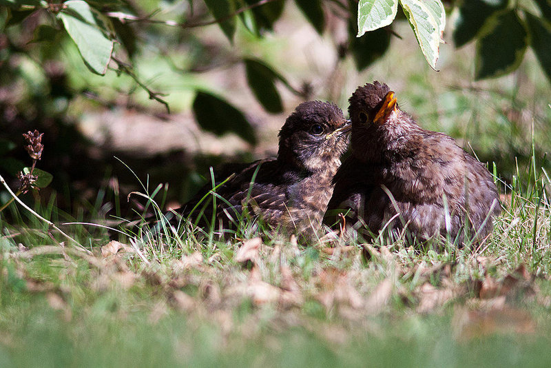 20120902 1303RD8w [D~LIP] Amsel, Bad Salzuflen
