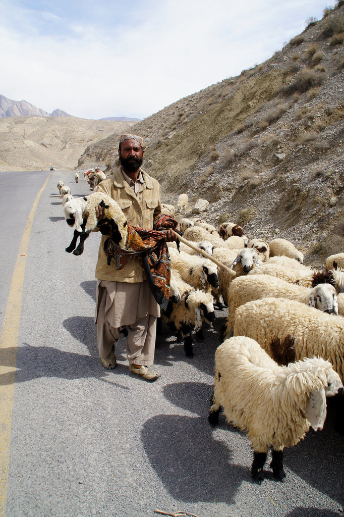 pakistani shepherd