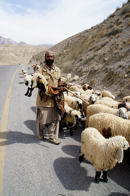 pakistani shepherd