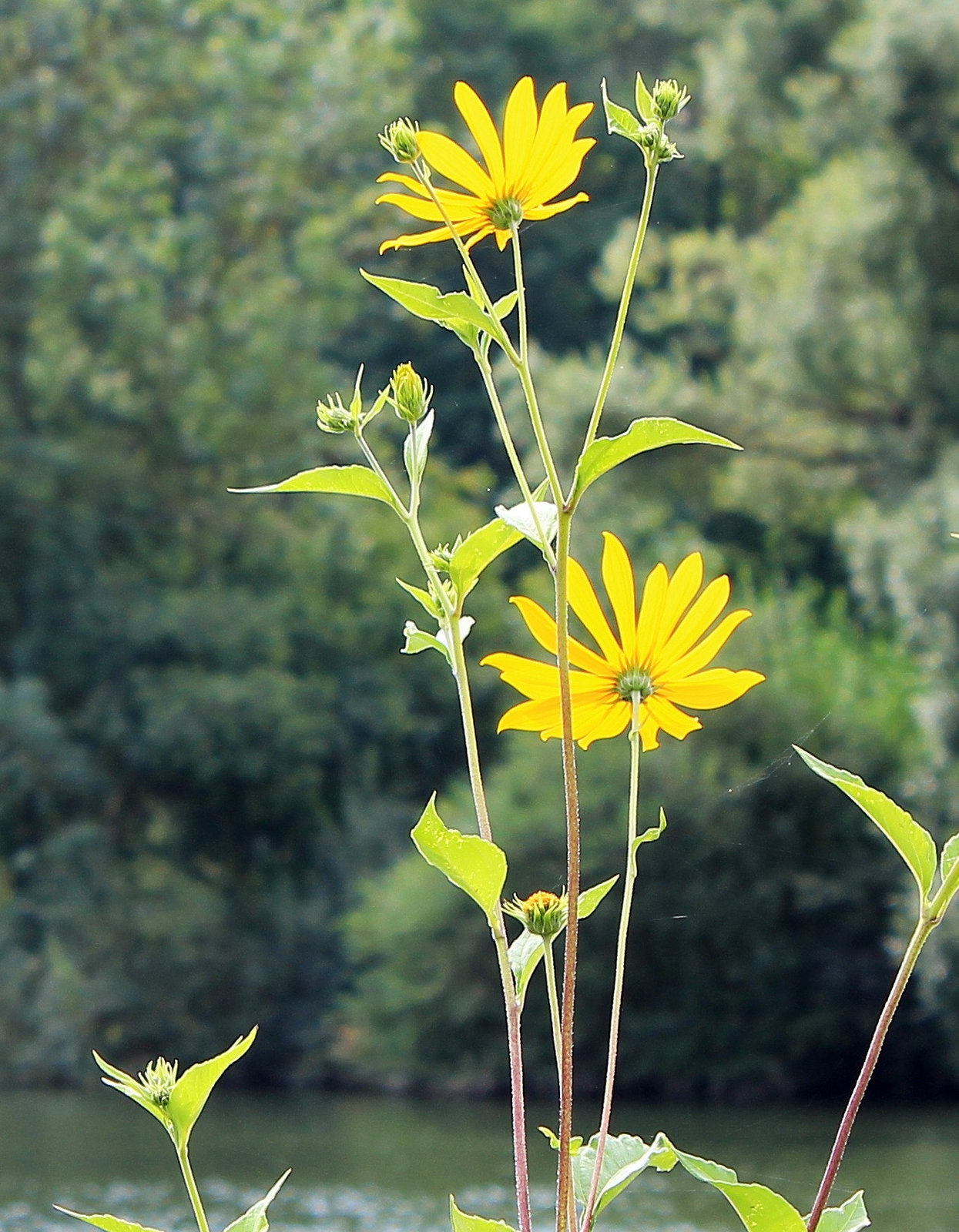 Natur