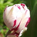 My red & white tulip