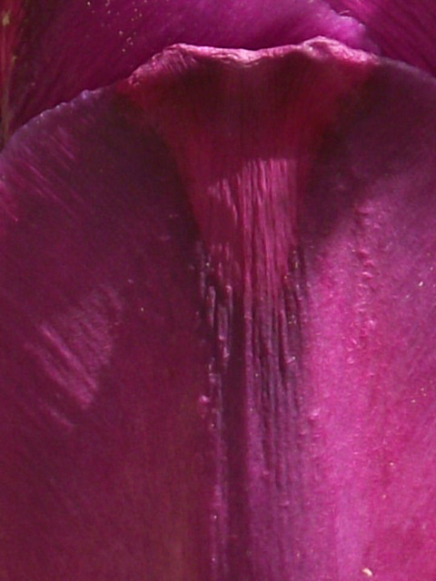 The dark purple tulip