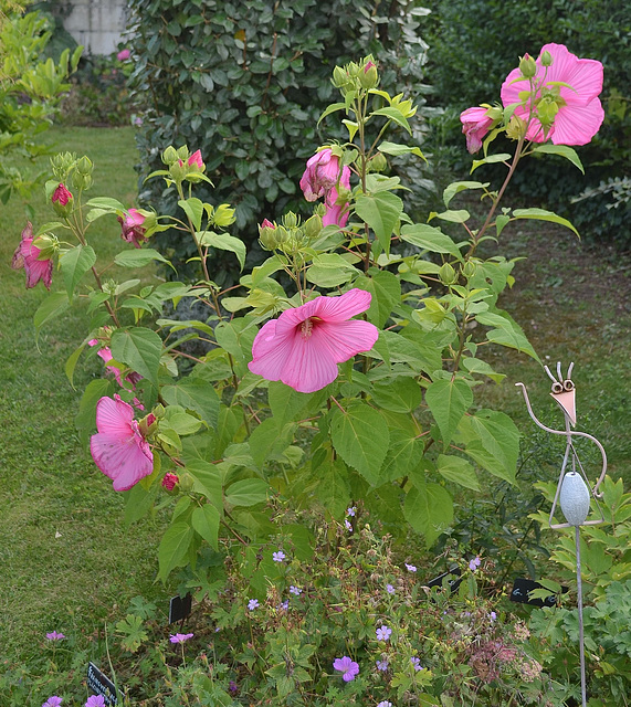 Hibiscus moscheutos DSC 0059