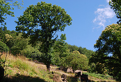 Arbre à l'écoute .....