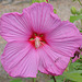 Hibiscus moscheutos DSC 0061