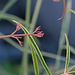 Nandina orihime DSC 0090