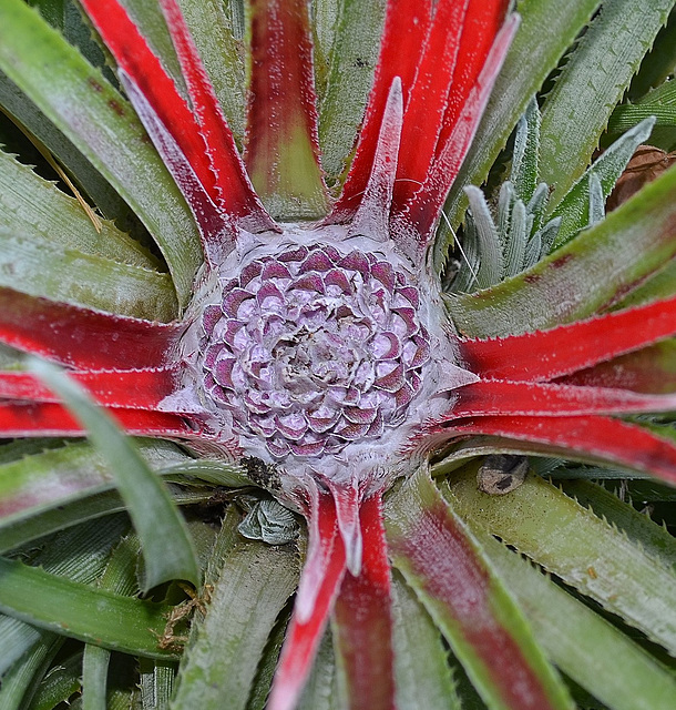 Fascicularia bicolor DSC 0096