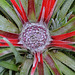 Fascicularia bicolor DSC 0096