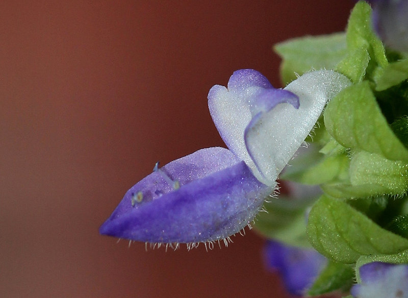 Coleus