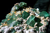 Fluorite octaédrique- Orange River -RSA (2)