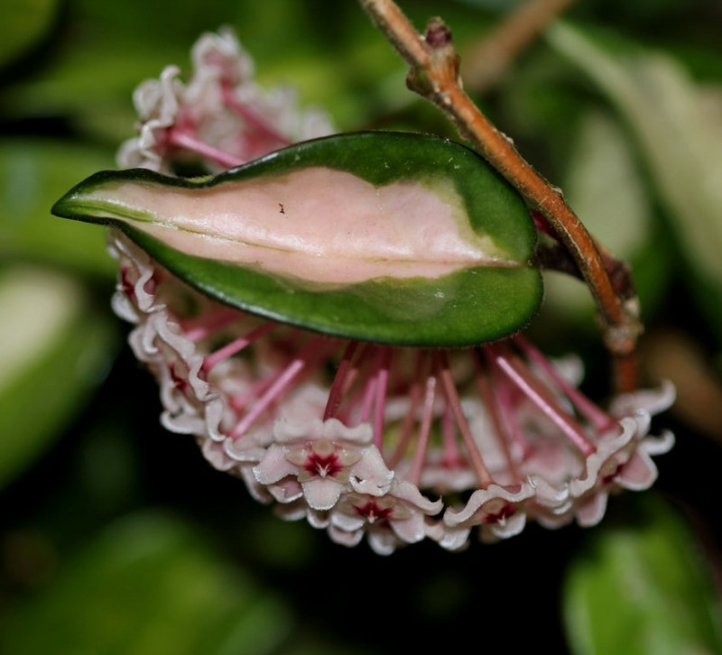 Hoya carnosa tricolor (2)