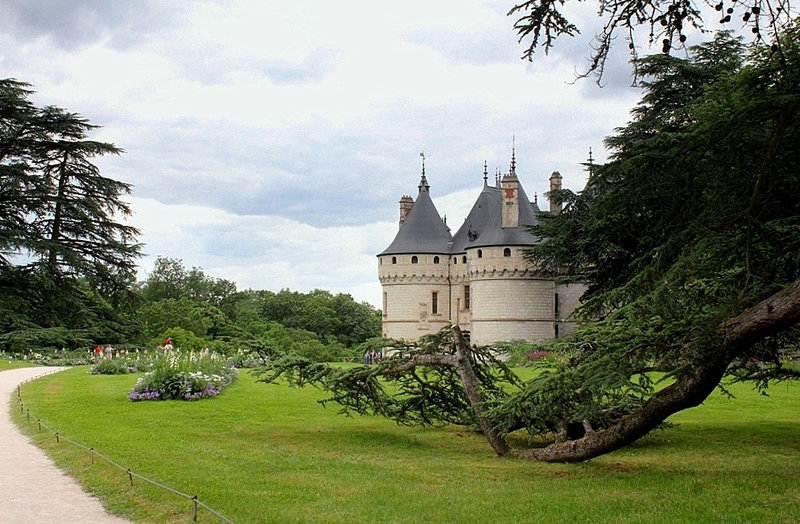 La branche de cèdre