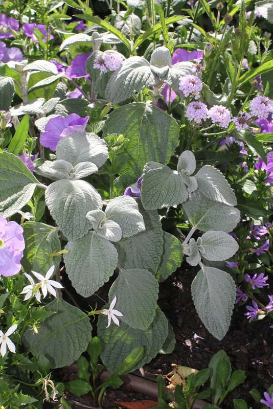 Plectranthus argentatus