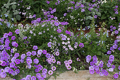 Les plantes des massifs bleus-blancs (2)