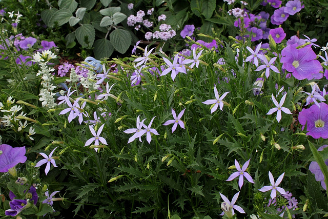 Solenopsis = Isotoma= Laurentia , axillaris