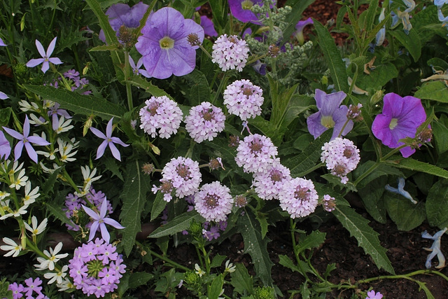 Verbena venosa= rugosa , hybride