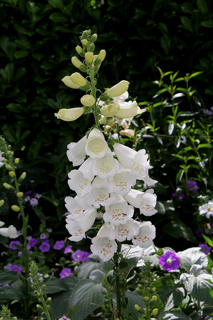 Les plantes des massifs bleus-blancs (6)