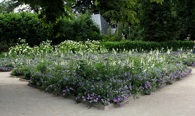 Massifs bleus-blancs du parc historique (2)