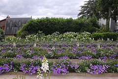 Massifs bleus-blancs du parc historique (3) Massifs bleus-blancs du parc historique (3)