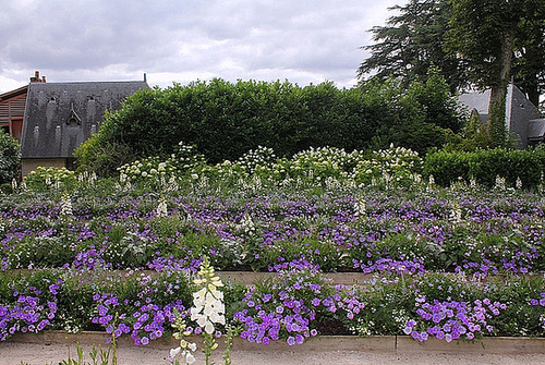 Massifs bleus-blancs du parc historique (3)