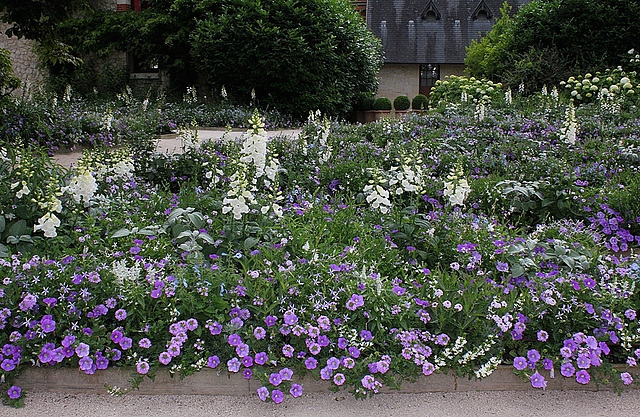 Massifs bleus-blancs du parc historique (4)