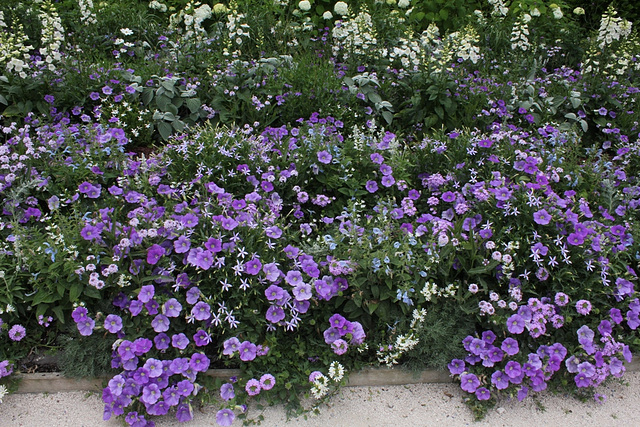 Massifs bleus-blancs du parc historique (5)