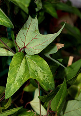 Passiflora 'Betsie Greijmans' - feuillage