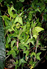 Passiflora 'Betsie Greijmans' - plant de 2 ans